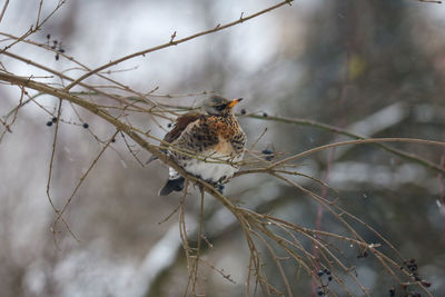 Close-up of bird perching on branch