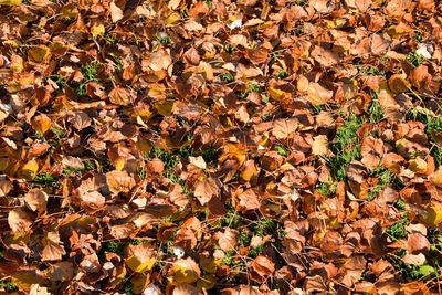 High angle view of maple leaves on tree