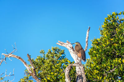 Low angle view of bare-throated tiger heron perching on tree against clear blue sky during sunny day