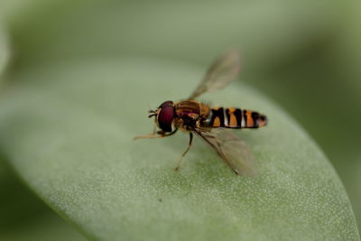 Close-up of insect