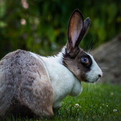 Close-up of rabbit on grass