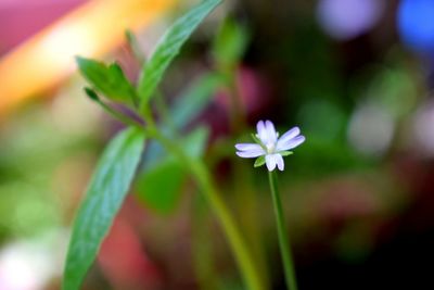 Close-up of purple flowering plant