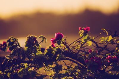 Close-up of fresh flowers blooming against sky during sunset