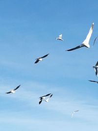 Low angle view of birds flying against blue sky