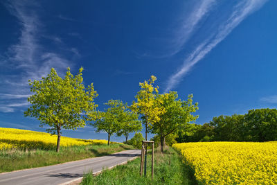Road amidst oilseed rape field against blue sky