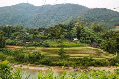 Scenic view of agricultural field