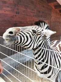 Close-up of animal in cage at zoo