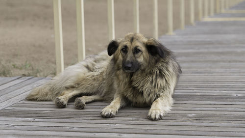 Portrait of dog sitting on boardwalk