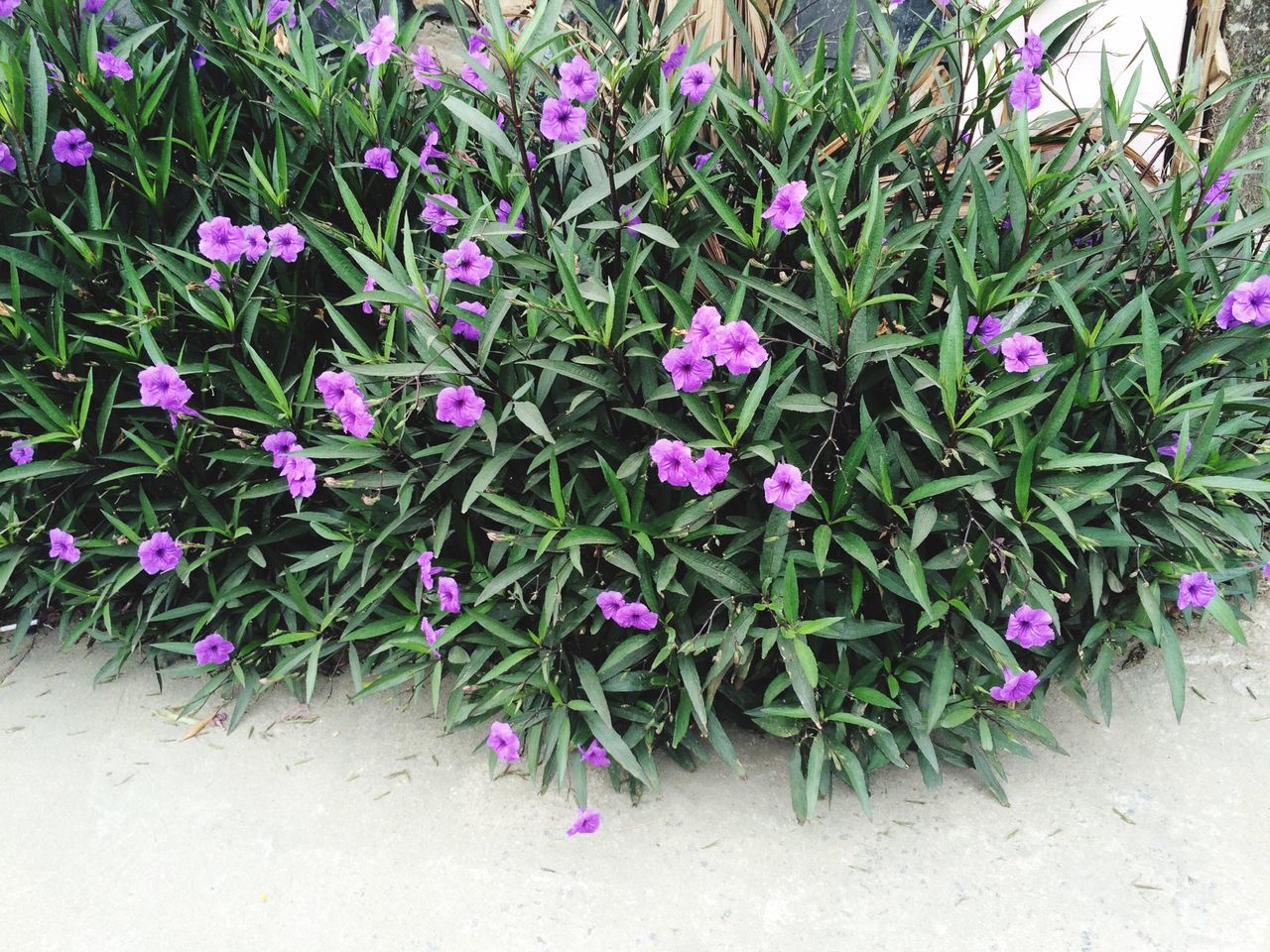 flower, freshness, growth, plant, fragility, pink color, beauty in nature, petal, nature, purple, blooming, high angle view, leaf, outdoors, field, flower head, day, no people, stem, in bloom