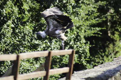 Close-up of bird flying against trees