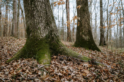 Trees in forest