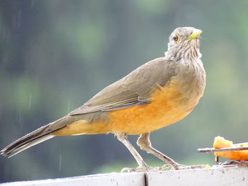 Close-up of bird perching on wood