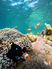 Close-up of fish swimming in sea