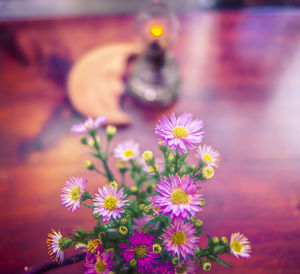 Close-up of purple flowering plant