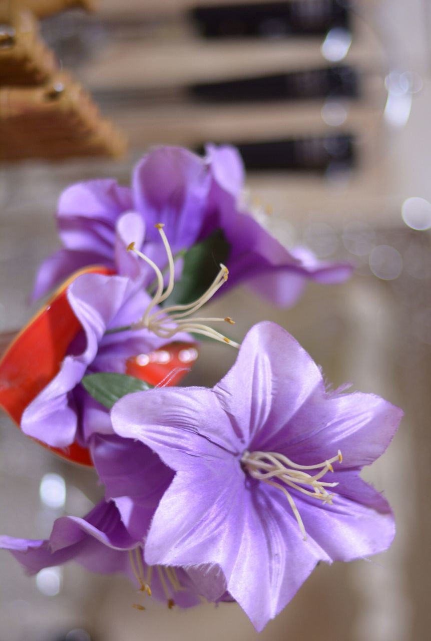 flower, petal, freshness, fragility, flower head, purple, focus on foreground, close-up, beauty in nature, growth, blooming, nature, selective focus, in bloom, plant, stamen, blossom, stem, day, pollen