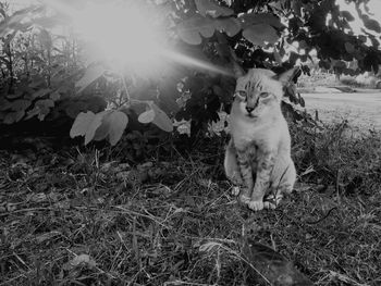 View of dog and cat on field