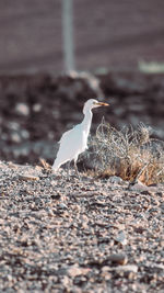 Side view of seagull perching on land