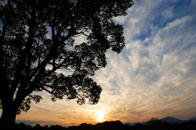 Low angle view of silhouette tree against sky at sunset