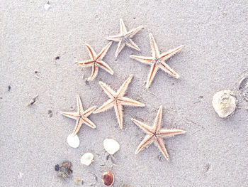 High angle view of starfishes and seashells on beach