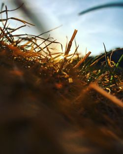 Close-up of grass growing on field at sunset