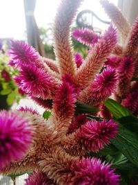 Close-up of pink flowers blooming outdoors