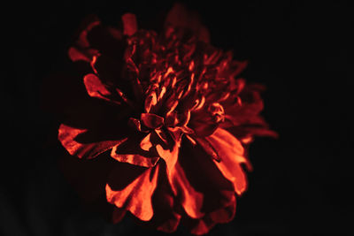 Close-up of red flower against black background