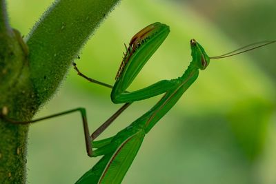 Close-up of insect on leaf