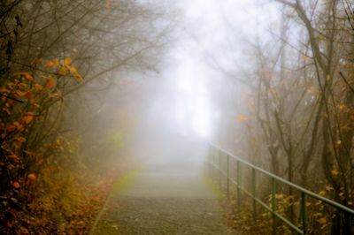 Trees in foggy weather