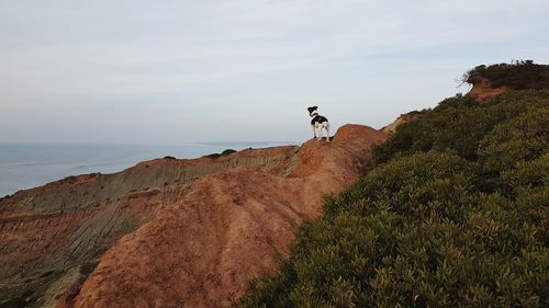 View of a horse on the beach