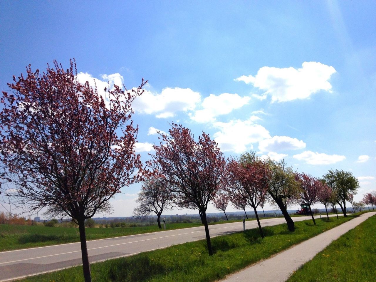 tree, grass, sky, tranquility, field, tranquil scene, landscape, road, the way forward, nature, grassy, blue, beauty in nature, scenics, sunlight, green color, growth, park - man made space, cloud, bare tree