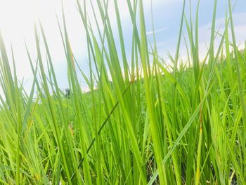 Close-up of crops growing on field against sky