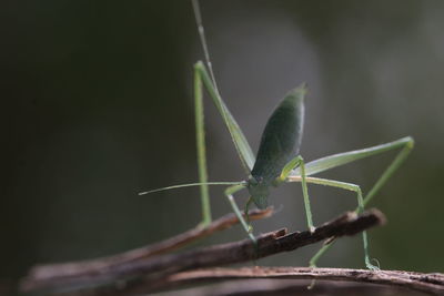 Close-up of insect on leaf