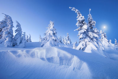 Snow covered trees against blue sky during winter