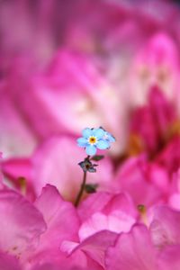 Close-up of pink bougainvillea blooming outdoors