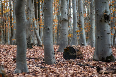 Trees in forest