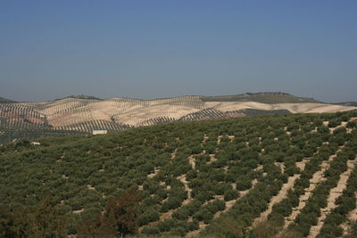 Scenic view of field against clear sky