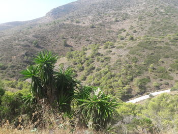 Scenic view of palm trees on mountain