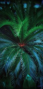 Full frame shot of palm tree leaves