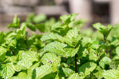 Close-up of fresh green leaves