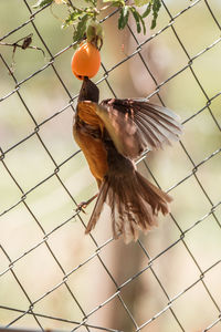 Close-up of bird flying in a fence