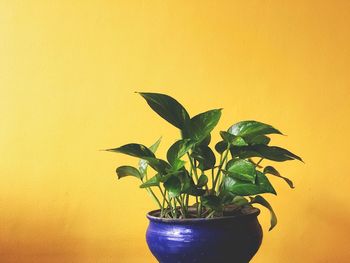 Close-up of potted plant against yellow background
