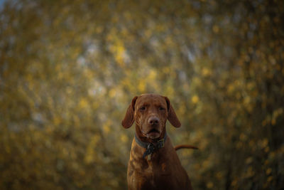 Portrait of a dog