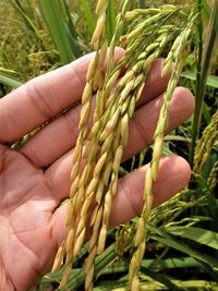 Close-up of hand holding plant