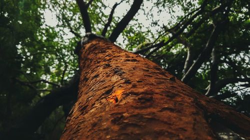 Low angle view of tree trunk in forest