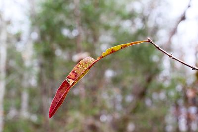 Close-up of plant