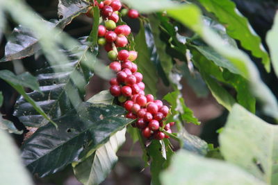 Close-up of berries growing on plant