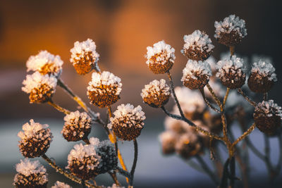 Winter flowers, frost, dried flowers