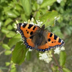 Close-up of butterfly on flower