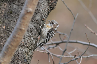 Close-up of bird perching outdoors