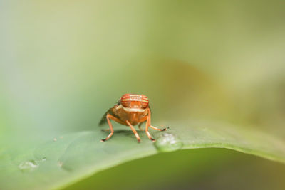 Close-up of insect on leaf